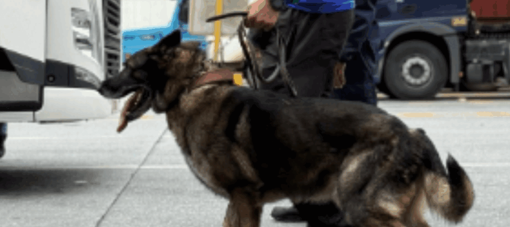 Cães da DBK9 são protagonistas em treinamento realizado no Porto de Paranaguá.