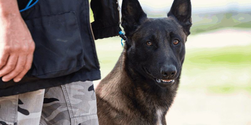 Belga Malinois